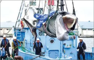 ?? KAZUHIRO NOGI/AFP ?? A captured minke whale is lifted by a crane at a port in Kushiro, Hokkaido Prefecture on Monday.