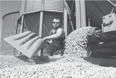  ?? PAUL T. ERICKSON / AP-TRI-CITY HERALD / THE CANADIAN PRESS FILES ?? A worker unloads chickpeas for processing. India’s decision to raise tariffs on chickpeas won’t affect almost all of the types grown in Canada.