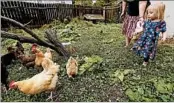  ?? CHARLIE NEIBERGALL/AP ?? Iolana Keith feeds chickens in the backyard. The trend has caused salmonella infections to soar, the CDC says.