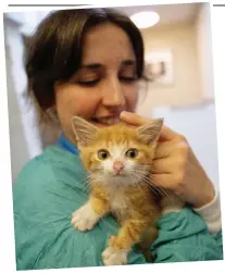  ??  ?? I’m purrfect: Chloe comforts a young patient