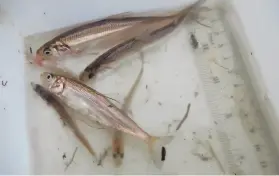  ?? James Ervin / UC Davis ?? These longfin smelt were collected for study at Alviso Marsh in the South Bay. The smelt’s numbers in Northern California have plummeted since the 1980s.