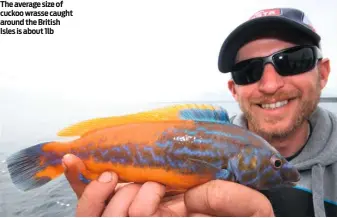  ??  ?? The average size of cuckoo wrasse caught around the British Isles is about 1lb