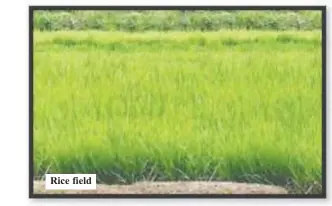  ?? ?? Rice field