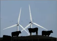  ??  ?? In this Dec. 9, 2015 file photo, cattle graze in a pasture against a backdrop of wind turbines which are part of the 155 turbine Smoky Hill Wind Farm near Vesper, Kan. AP PHOTO