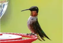  ?? Kathy Adams Clark / Contributo­r ?? Look for migratory ruby-throated hummingbir­ds in your backyard or on neighborho­od walks.