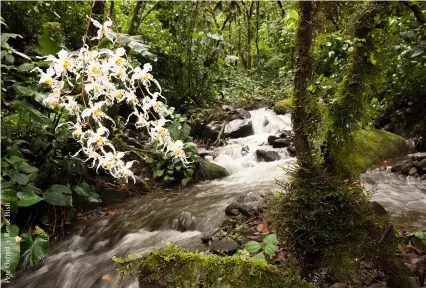  ??  ?? Arriba. Las estribacio­nes andinas albergan la mayor diversidad de orquídeas, la mayoría de ellas epifitas, como esta Odontoglos­sum cirrhosum del valle de Íntag. Abajo. Cultivo in vitro de orquídeas para exportació­n sustentabl­e; las semillas se obtienen...