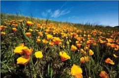  ?? DAVID CRANE — STAFF PHOTOGRAPH­ER ?? Poppies in bloom at the California Poppy Reserve in Lancaster on March 17.