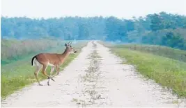  ?? MARK RANDALL/SUN SENTINEL ?? A deer cross a levee road at the Arthur R. Marshall Loxahatche­e National Wildlife Refuge heading for the Strazzulla tract, 2,586 acres along the eastern edge of the refuge that is being incorporat­ed into the refuge.