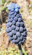  ??  ?? Muscari latifolium is an elegant, two-toned grape hyacinth that does not become weedy as it remains in fine flowering condition over many years.