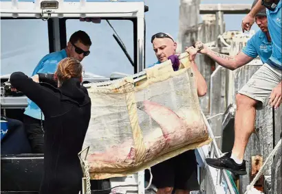  ?? —AFP ?? Going back home: Manly Sea Life Sanctuary staff carrying Fluffy onto a boat before releasing it in Sydney.