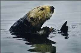  ?? LAWRENCE K. HO — LOS ANGELES TIMES/ MCT ?? An adult sea otter dines on shellfish in Monterey Bay in 2004.