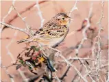  ?? ?? Look for winter birds, like the LeConte’s Sparrow, at area nature preserves.