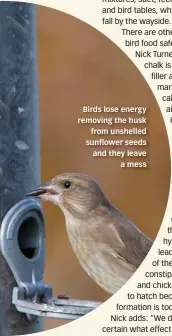  ??  ?? Birds lose energy removing the husk from unshelled sunflower seeds and they leave a mess