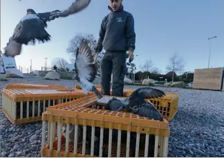  ?? (Photo Franck Fernandes) ?? Une fois stérilisés, les pigeons sont relâchés depuis la plage du Fort Carré.