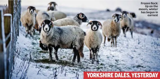  ??  ?? Frozen flock: Up on the moors, winter has begun in earnest YORKSHIRE DALES, YESTERDAY