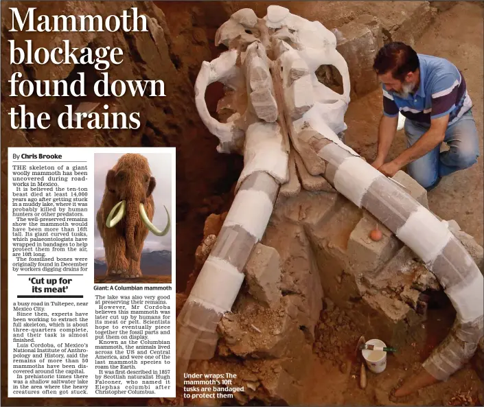  ??  ?? Giant: A Columbian mammoth Under wraps: The mammoth’s 10ft tusks are bandaged to protect them