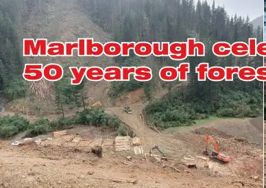  ??  ?? Above left: BEL Forestry tethered ground-based harvesting operation in Koromiko