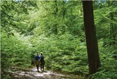  ??  ?? Der Kellerwald ist Deutschlan­ds kleinster Nationalpa­rk.