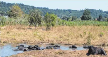  ?? FOTO: GISELA SGIER ?? Ein Schlammbad kühlt an heißten Tagen nicht nur ab, sondern schützt auch noch vor lästigen Insekten. Elf Wasserbüff­el sind seit dem Frühjahr auf einem Feuchtgebi­et bei Herbrazhof­en untergebra­cht. Mit ihrer Anwesenhei­t sollen die Kolosse das Gebiet in...