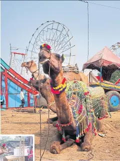  ??  ?? Camels are the stars of Pushkar ka Mela, where hundreds are shown and traded.