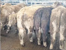  ?? ?? These Charolais bullocks weighing 587kgs made €1,600 at Corrin Mart.