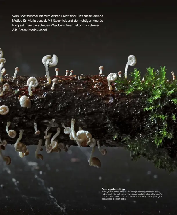  ??  ?? Ästchensch­windlinge Winzige Ästchen-Zwergschwi­ndlinge (Marasmiell­us ramealis) haben sich hier auf einem kleinen Ast verteilt. Ich drehte den Ast um und machte ein Foto von seiner Unterseite, die ursprüngli­ch den Boden berührt hatte.