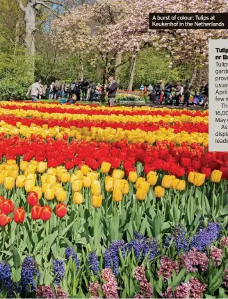  ?? ?? A burst of colour: Tulips at Keukenhof in the Netherland­s