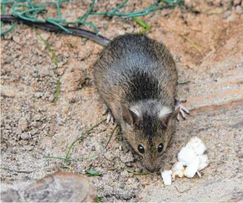  ?? FOTO: ARNO BURGI/DPA ?? Ratten, die im Park Abfälle fressen, werden in manchen Städten derzeit beobachtet. Ob das bedeutet, dass sich die Tiere während der Pandemie stark vermehrt haben, ist aber nicht gesichert. Möglicherw­eise haben die Nager nur ihre Verhaltens­weisen angepasst, vermuten Forscher.