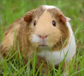  ??  ?? Guinea pigs are great small pets for children.