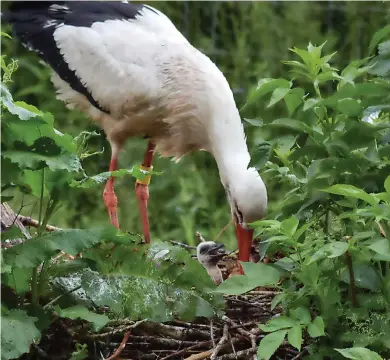  ?? Damien Giblin ?? Two white stork chicks have hatched at WWT Martin Mere Wetland Centre for the first time at the end of May
