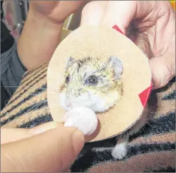  ?? NEW PERTH ANIMAL HOSPITAL/CP PHOTOS ?? A dwarf hamster named “Mr. Nibbles” receives oxygen before being anesthetiz­ed at the New Perth Animal Hospital in New Perth, P.E.I., in this undated handout photo. A P.E.I. veterinari­an performed surgery on her smallest-ever patient this week, a...