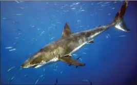  ?? AL SEIB — LOS ANGLELES TIMES ?? A great white shark swims through the waters off of Guadalupe Island in Mexico.