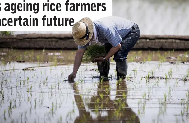  ??  ?? A Japanese farmer plants rice seedlings on his paddy in Kazo city, Saitama prefecture. — AFP photos by Behrouz Mehri