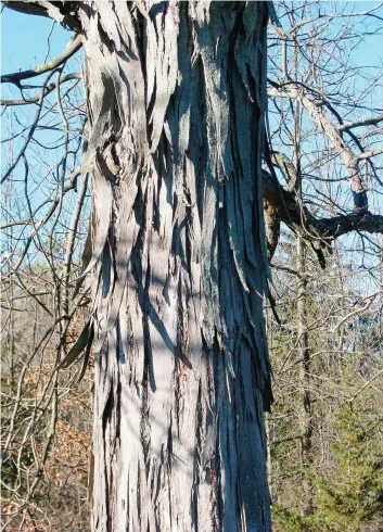  ?? LEE REICH FILES ?? Bark of the aptly named shagbark hickory tree decorative­ly peels away in shaggy strips to liven up the winter landscape.