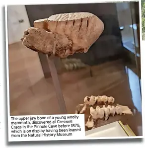  ??  ?? The upper jaw bone of a young woolly mammoth, discovered at Creswell Crags in the Pinhole Cave before 1875, which is on display having been loaned from the Natural History Museum