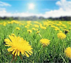  ?? 123RF ?? Dandelion leaves are excellent in salads.