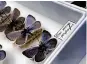  ?? Haven Daley/Associated Press ?? Century-old Xerces Blue specimens are displayed at the California Academy of Sciences.