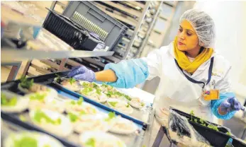  ?? FOTO: DPA ?? Essenszube­reitung in der Produktion der LGS Sky Chefs am Flughafen in Frankfurt: Rund 35 000 Menschen arbeiten weltweit bei der Lufthansa-Tochter. Viele von ihnen sind nun verunsiche­rt.