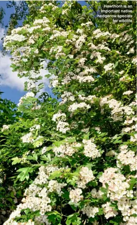  ?? ?? Hawthorn is an important native hedgerow species for wildlife