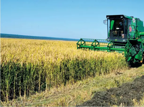  ??  ?? Emprego intensivo de técnicas modernas no cultivo de arroz na Província do Moxico garante óptimas colheitas para a segurança alimentar da população da região e para a exportação para os mercados dos país