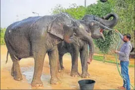  ?? PTI FILE ?? Raasthan has a sizeable number of pet elephants