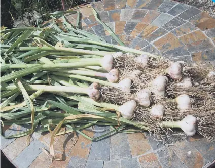  ??  ?? Newly-harvested Early Purple Wight bulbs.