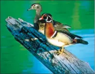  ?? COURTESY OF THE U.S. FISH AND WILDLIFE SERVICE ?? Right: Wood ducks are the most commonly taken waterfowl on Arkansas’ wildlife management areas. The beautiful drakes are prized by hunters.