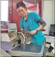  ??  ?? Vet nurse Sophie Hardy checks out Betsy the cat’s waistline.