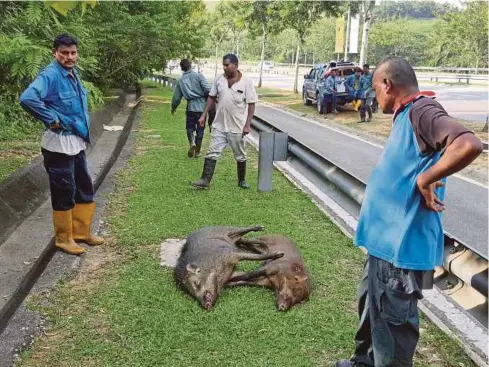  ??  ?? BABI hutan yang berjaya ditembak.