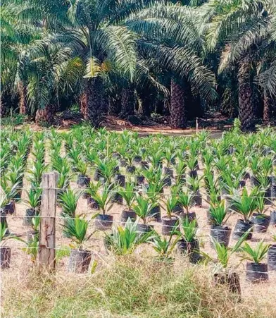  ?? En Chiapas, /FOTOS A. GARCÍA ?? la palma de aceite es el cultivo que más ha crecido en superficie
