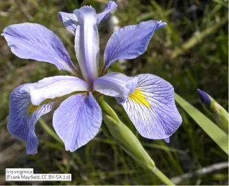  ??  ?? Iris virginica (Frank Mayfield, CC BY-SA 2.0)