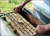  ?? PHOTOS PROVIDED TO CHINA DAILY ?? A beekeeper prepares to extract honey from bee hives.