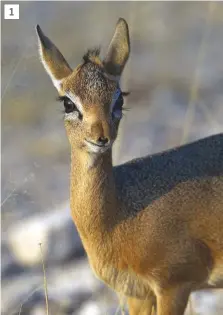  ??  ?? Foto 2: In het noorden van Botswana kijkt een luipaard vanaf zijn rustplaats uit over de omgeving.
Foto 3: De Okavangode­lta in Botswana is dankzij de overvloed aan water een prachtige leefomgevi­ng voor nijlpaarde­n.
Foto 4: Een jakhals heeft een stuk...