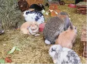  ??  ?? Kaninchen und Meerschwei­nchen haben in einem großen Gehege ihren Platz auf dem Hof.